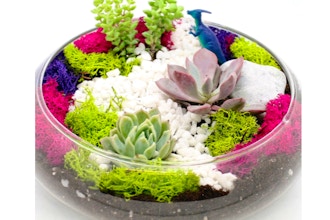 Plant Nite: Succulent Garden in Glass Lily Bowl